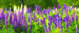 Alle tuinplanten